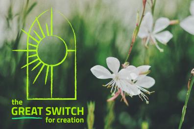 Great Switch Image options_Master-11.png