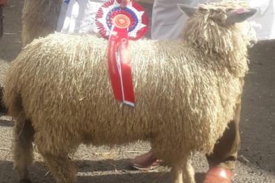 Revd Paul Sheep.png